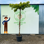 Ambrovník styraxový (Liquidambar styraciflua) - výška 250-260 cm, kont. C45L - TVAROVANÁ STRECHA
